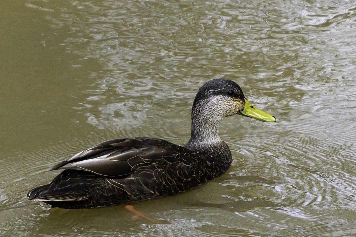 American Black Duck - ML614313769