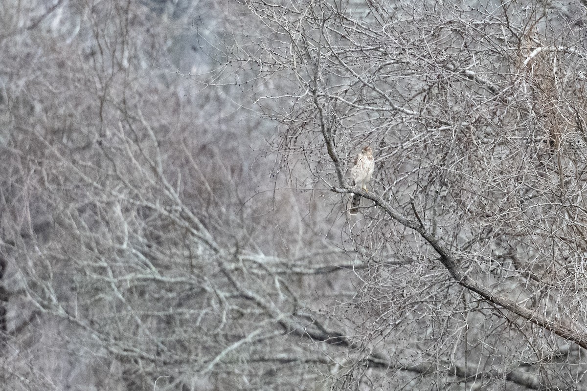 Cooper's Hawk - ML614313791