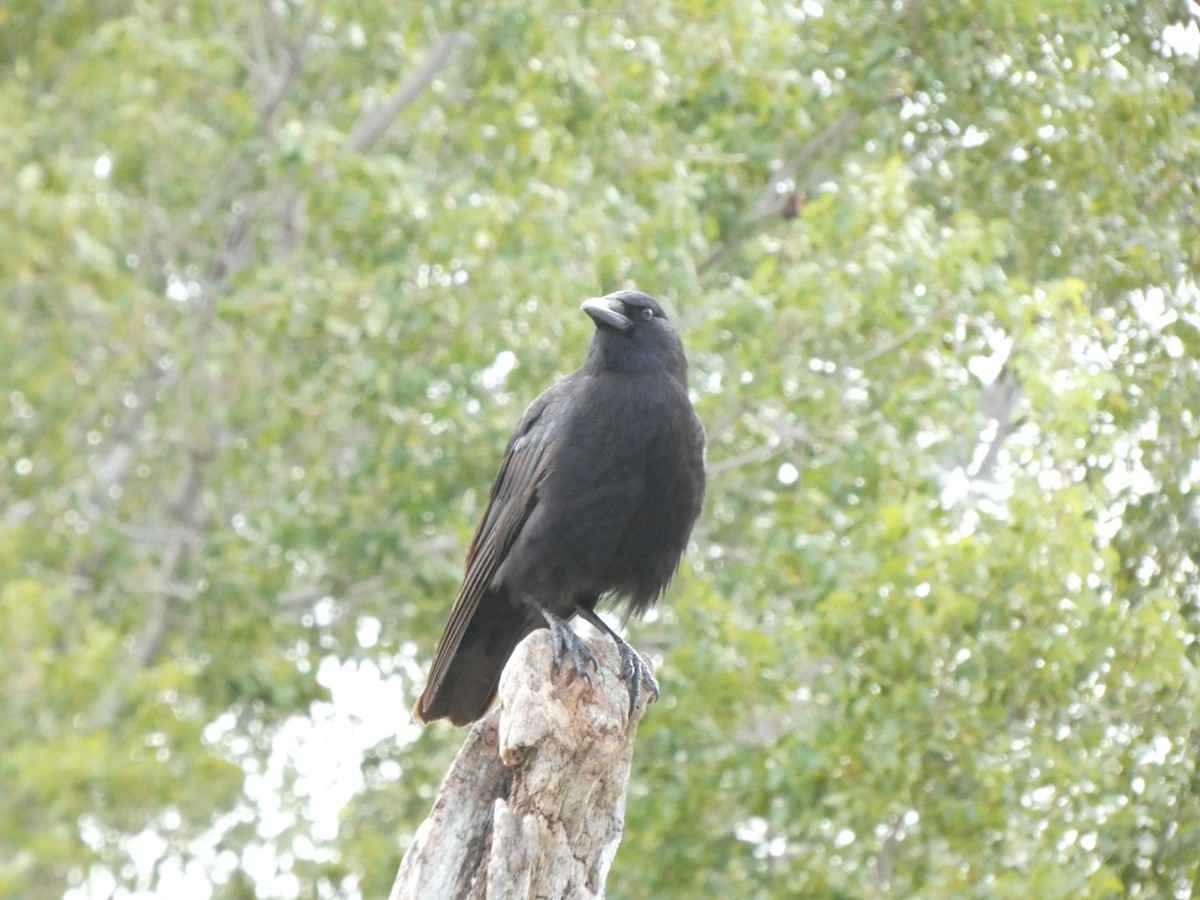 American Crow - ML614313825