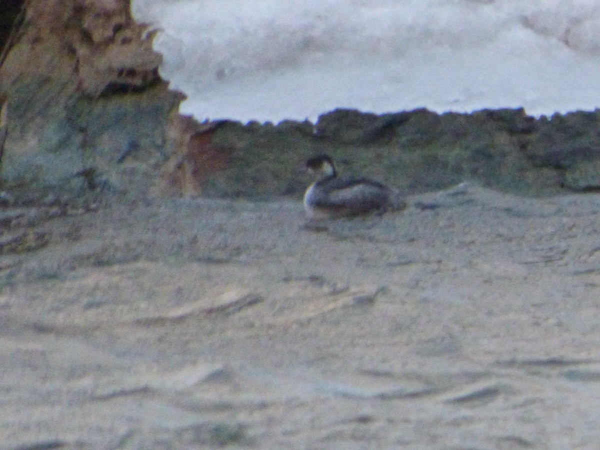 Eared Grebe - ML614313853