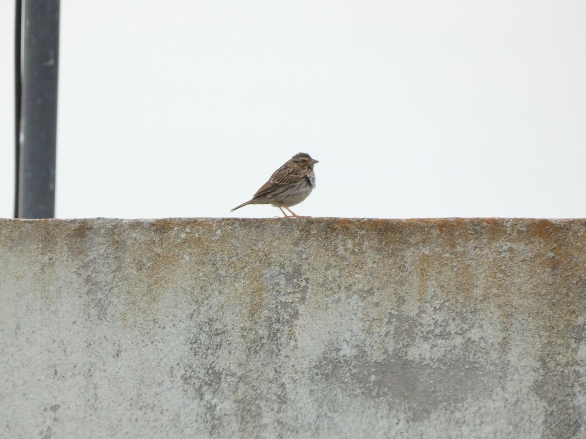 Savannah Sparrow - ML614313905