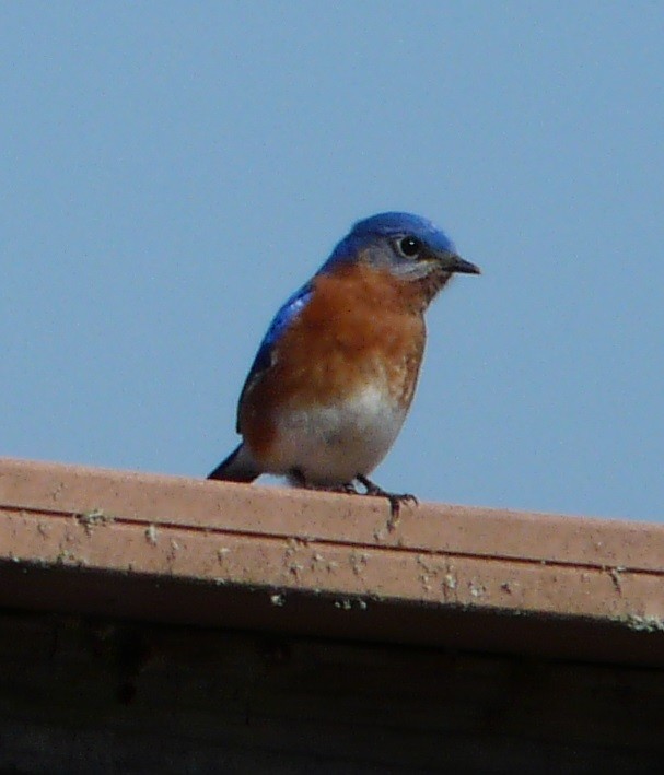 Eastern Bluebird - ML614313949