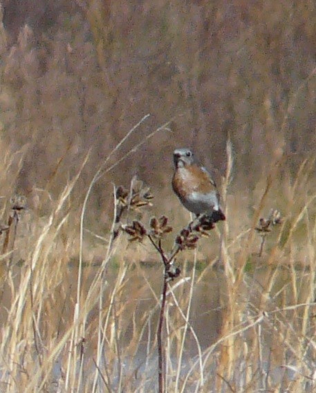 Eastern Bluebird - ML614313959