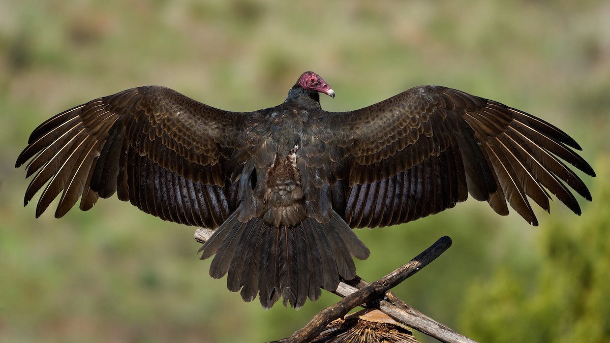 Turkey Vulture - Jonathan Casanova