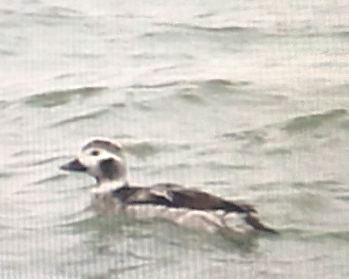 Long-tailed Duck - ML614314184