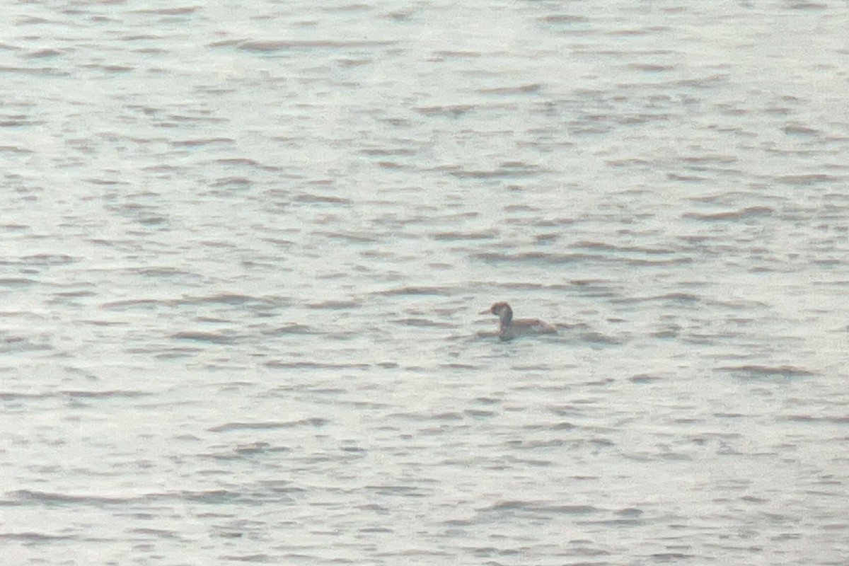 Red-necked Grebe - ML614314191