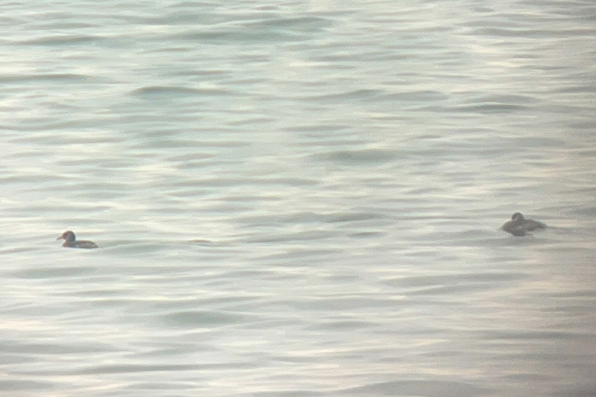 Буурал шунгуур - ML614314192