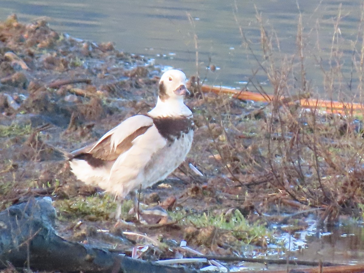 Long-tailed Duck - Elizabeth Lewis