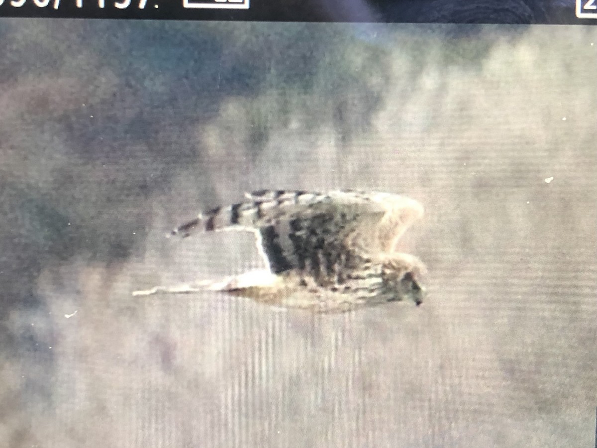 Northern Harrier - ML614314222