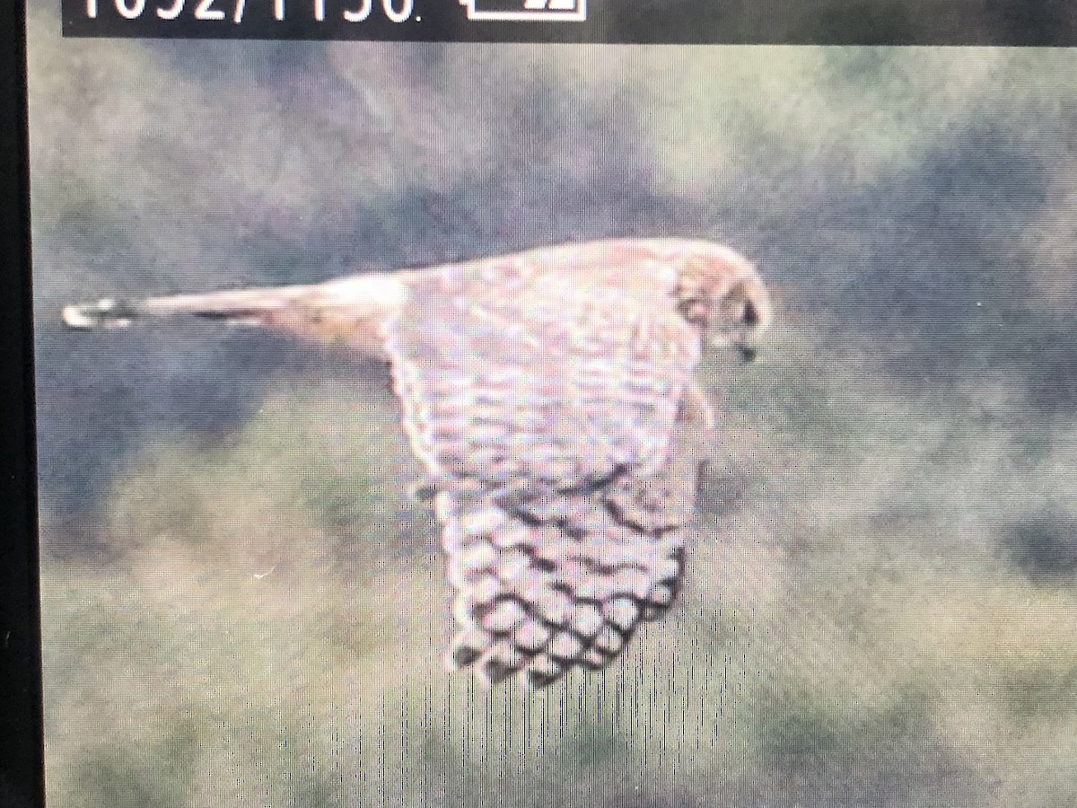 Northern Harrier - ML614314223