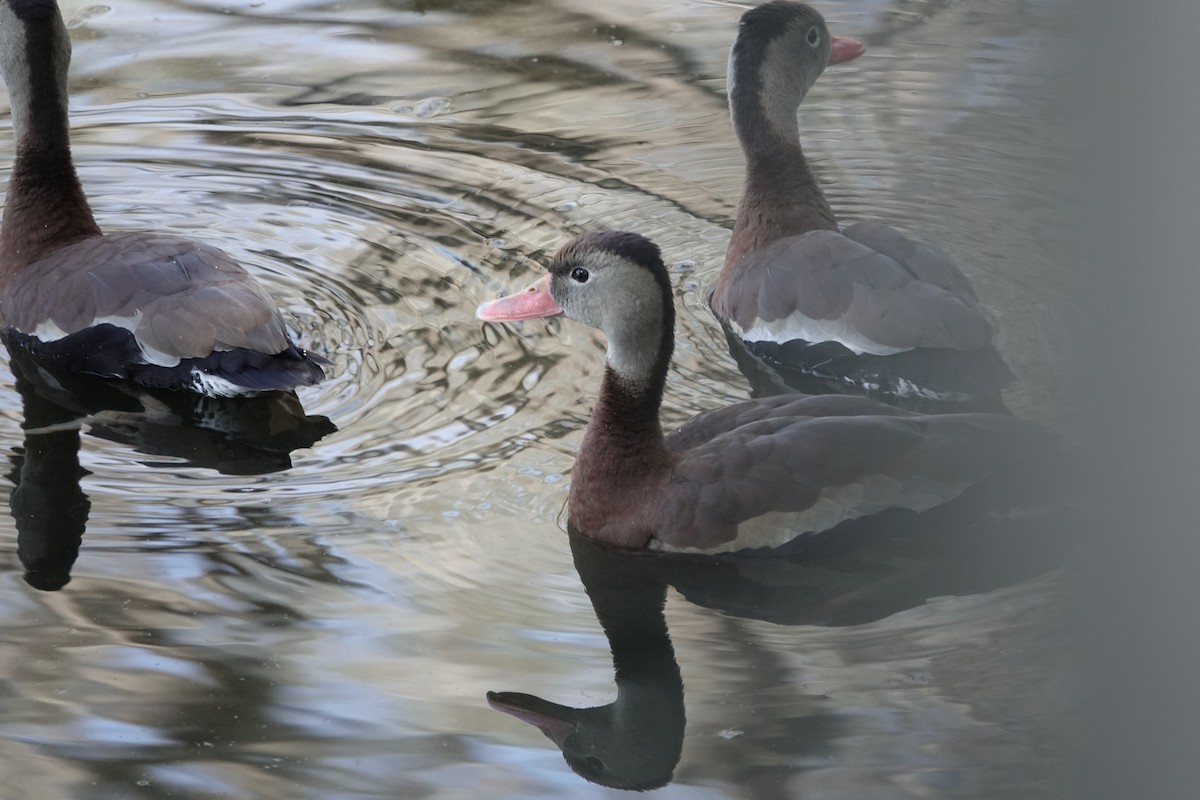 Black-bellied Whistling-Duck - ML614314255