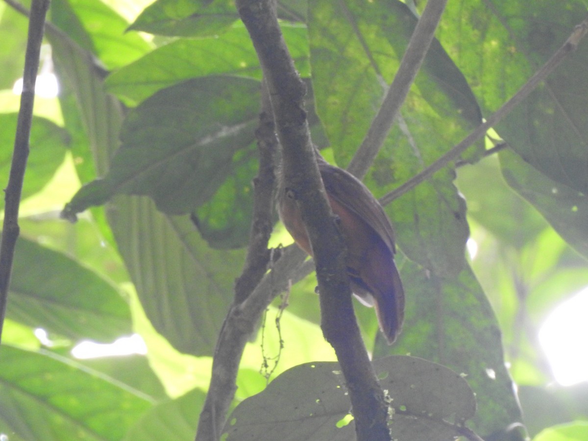 Brown Nunlet - ML614314262