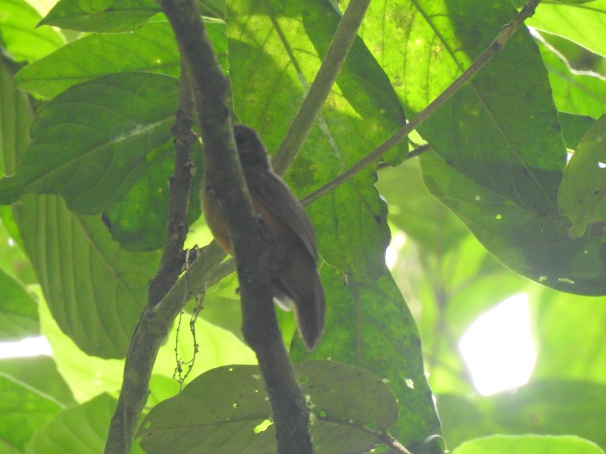 Brown Nunlet - Ricardo Bolaños