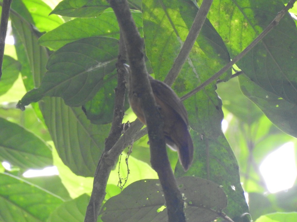 Brown Nunlet - ML614314264