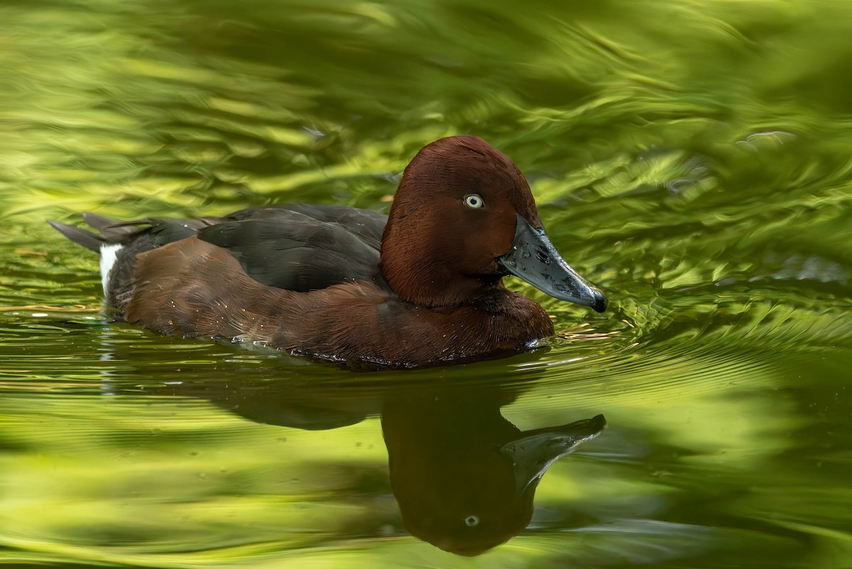 duck sp. - Henry Witsken