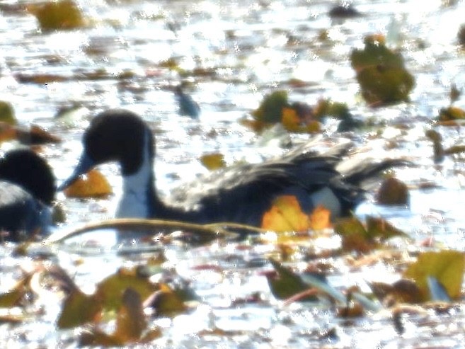 Northern Pintail - ML614314277