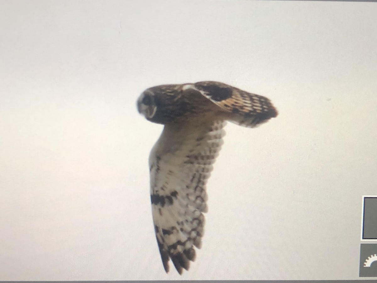 Short-eared Owl - ML614314279