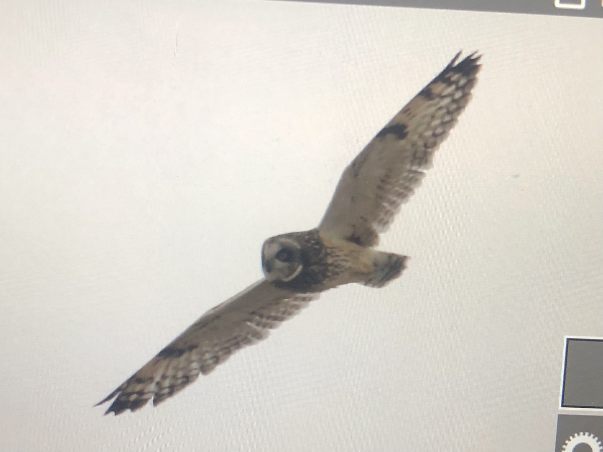 Short-eared Owl - ML614314282