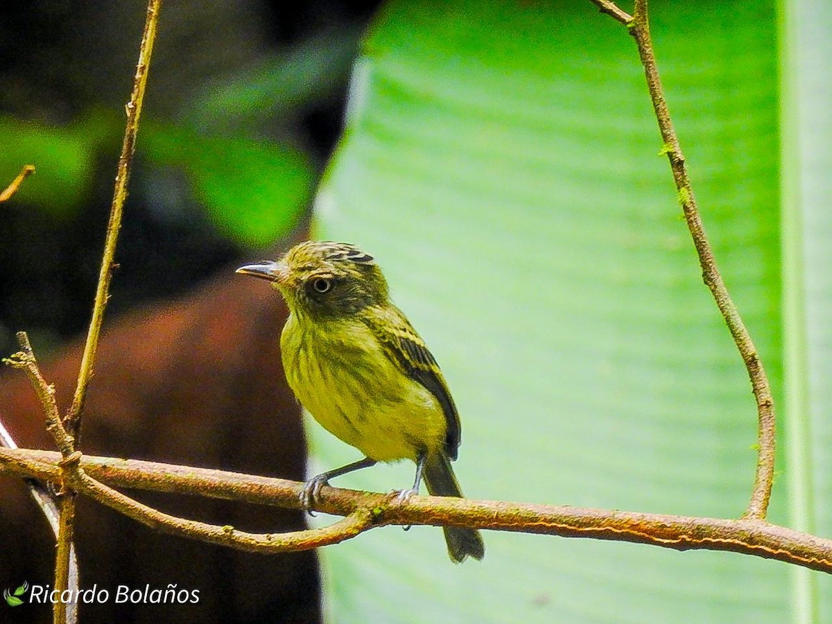 Double-banded Pygmy-Tyrant - ML614314287