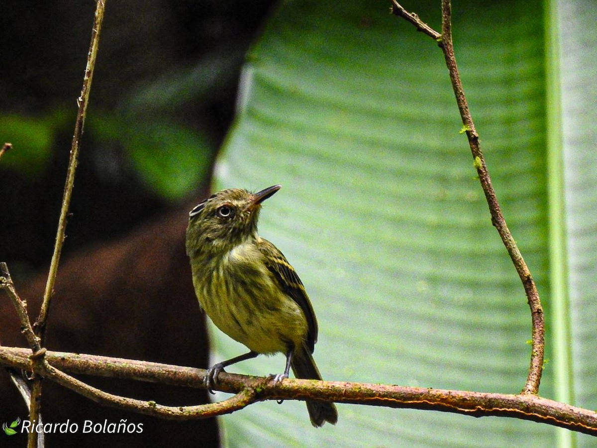 Double-banded Pygmy-Tyrant - ML614314288