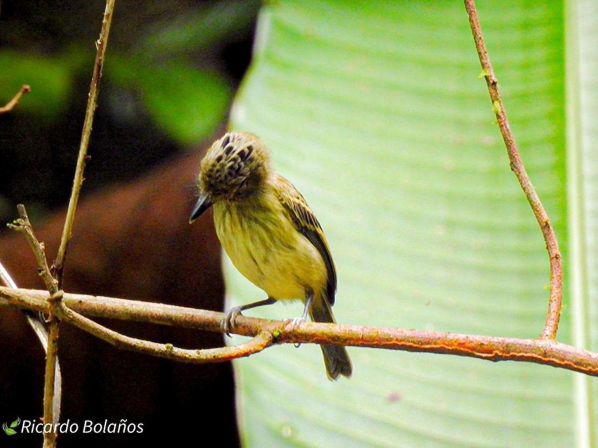 Double-banded Pygmy-Tyrant - ML614314289