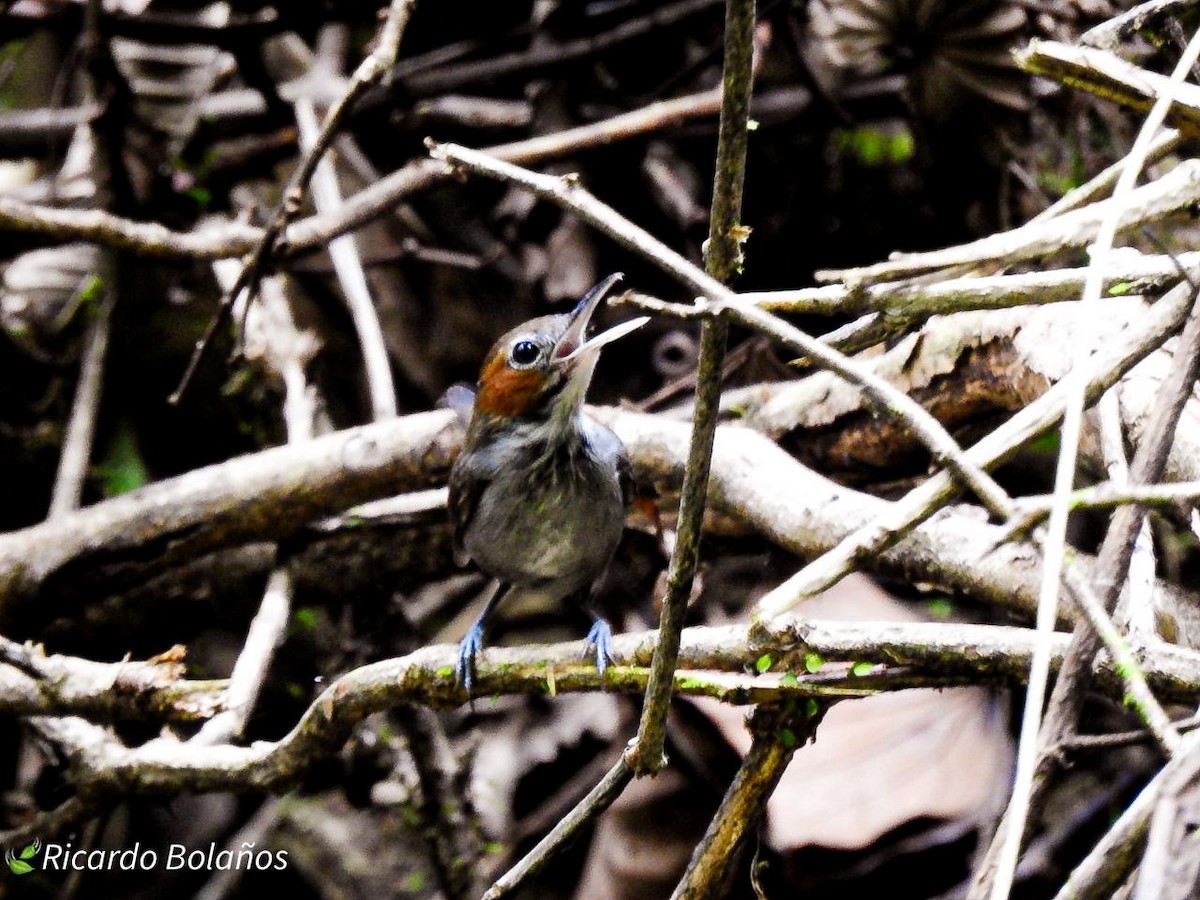 Tawny-faced Gnatwren - ML614314300