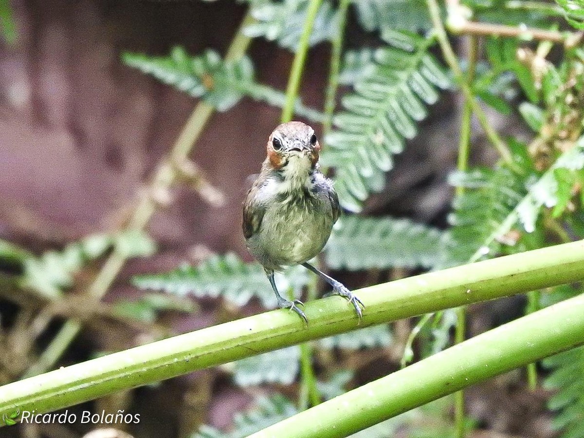 Tawny-faced Gnatwren - Ricardo Bolaños