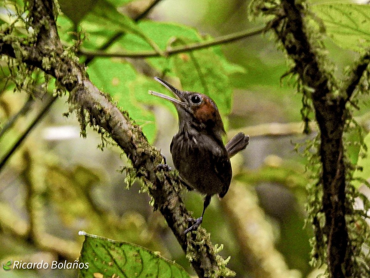 Tawny-faced Gnatwren - ML614314302