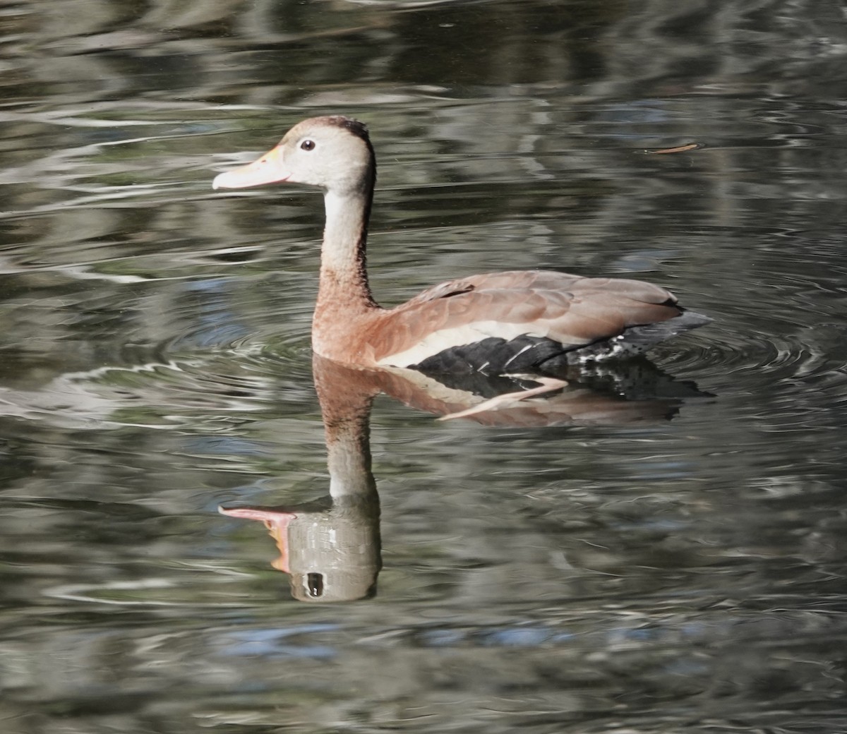 Dendrocygne à ventre noir - ML614314313