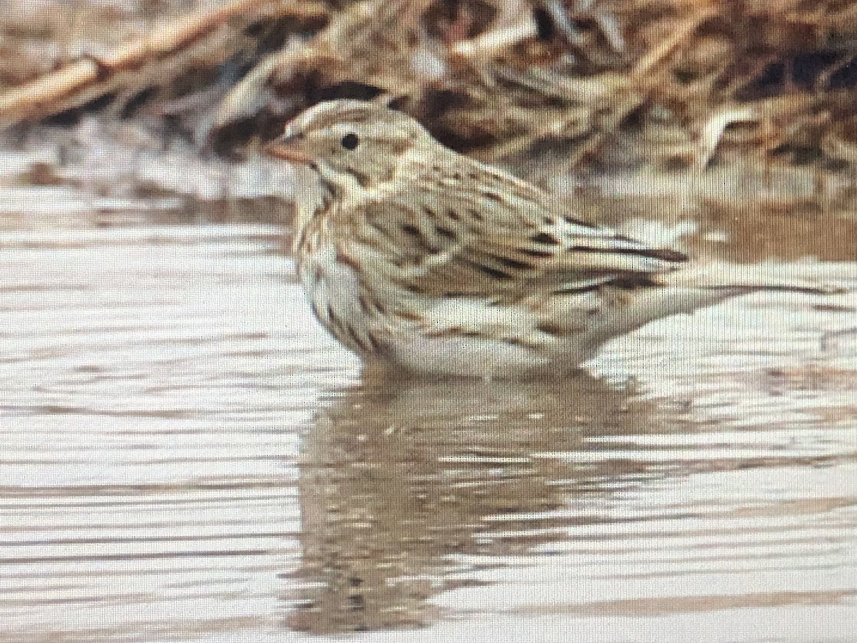 Savannah Sparrow - ML614314369