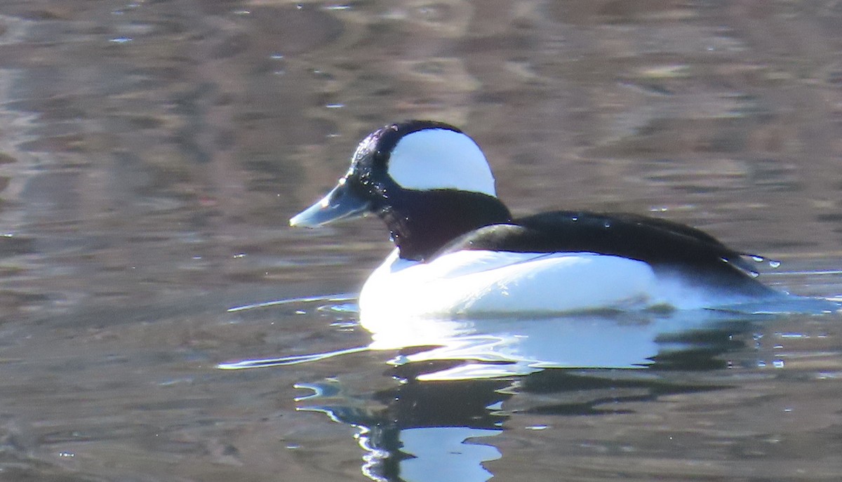 Bufflehead - ML614314431