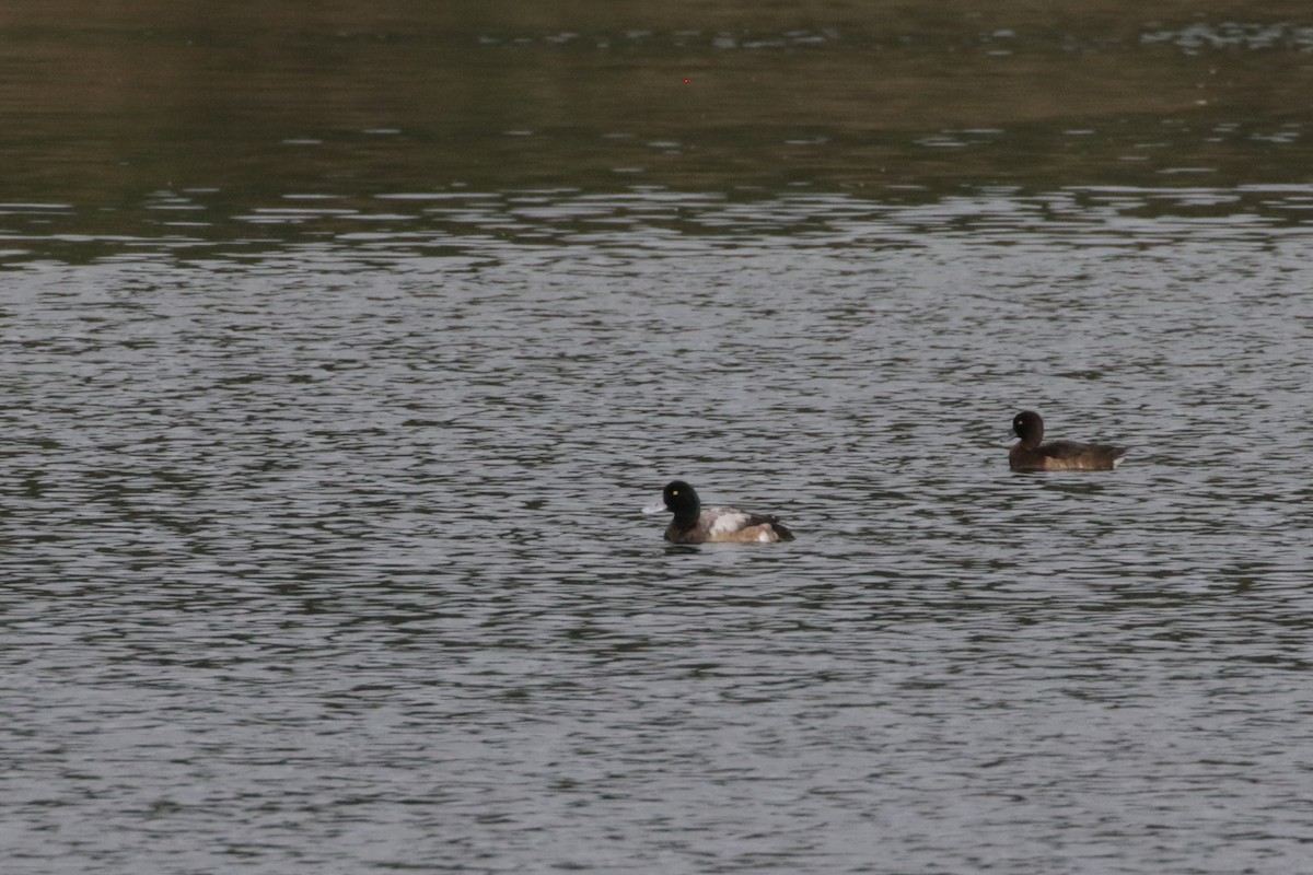 Greater Scaup - ML614314451