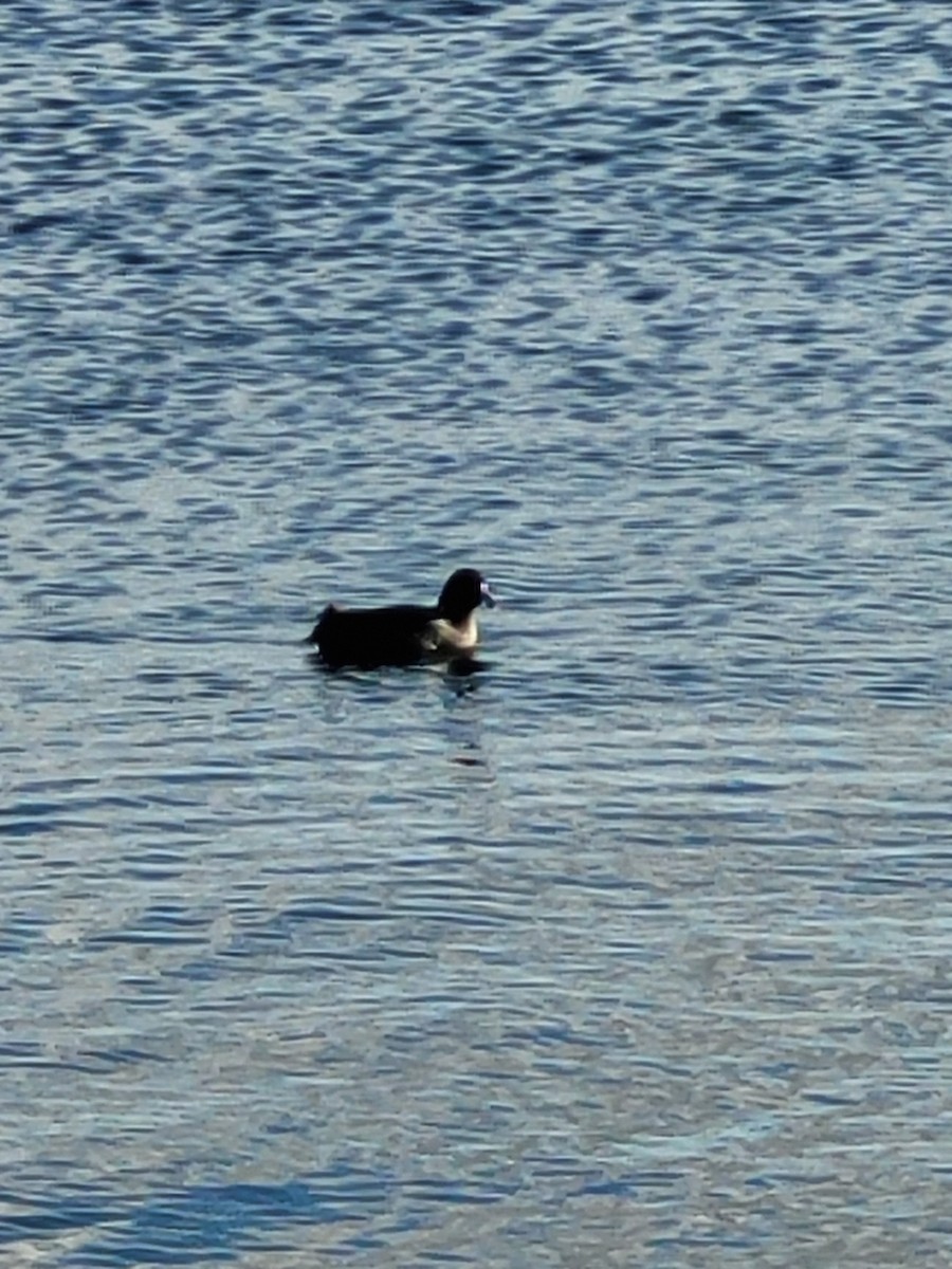 American Coot - Darren Rayner