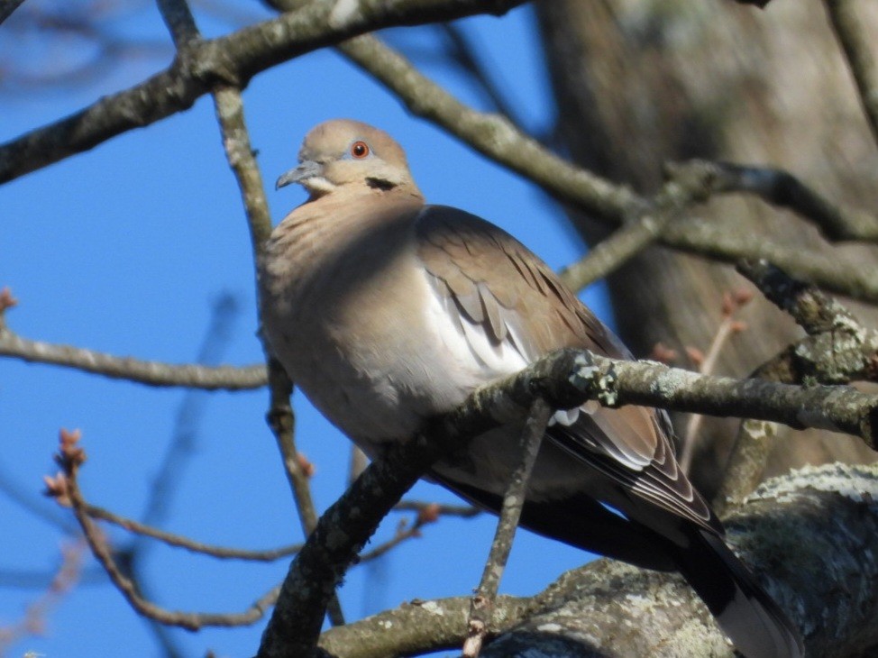 White-winged Dove - ML614314549