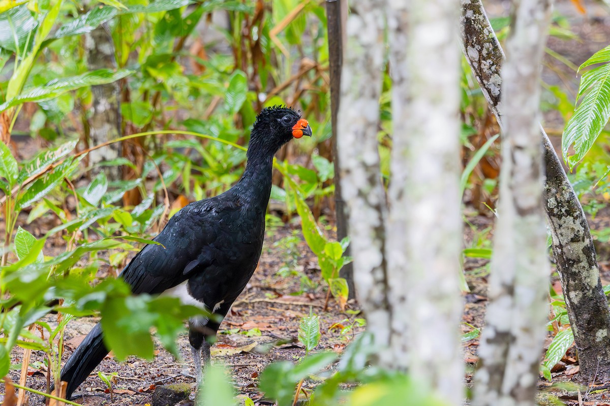 Red-billed Curassow - ML614314572