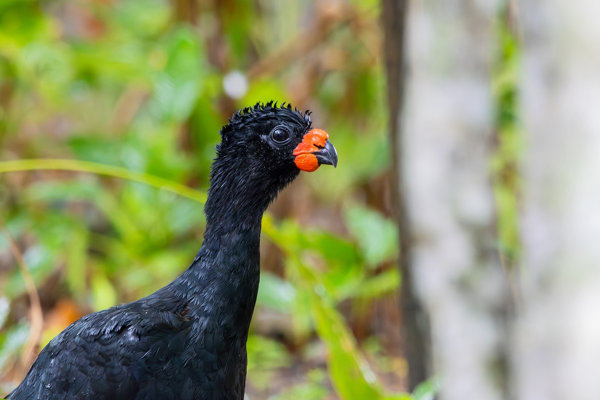 Red-billed Curassow - ML614314573