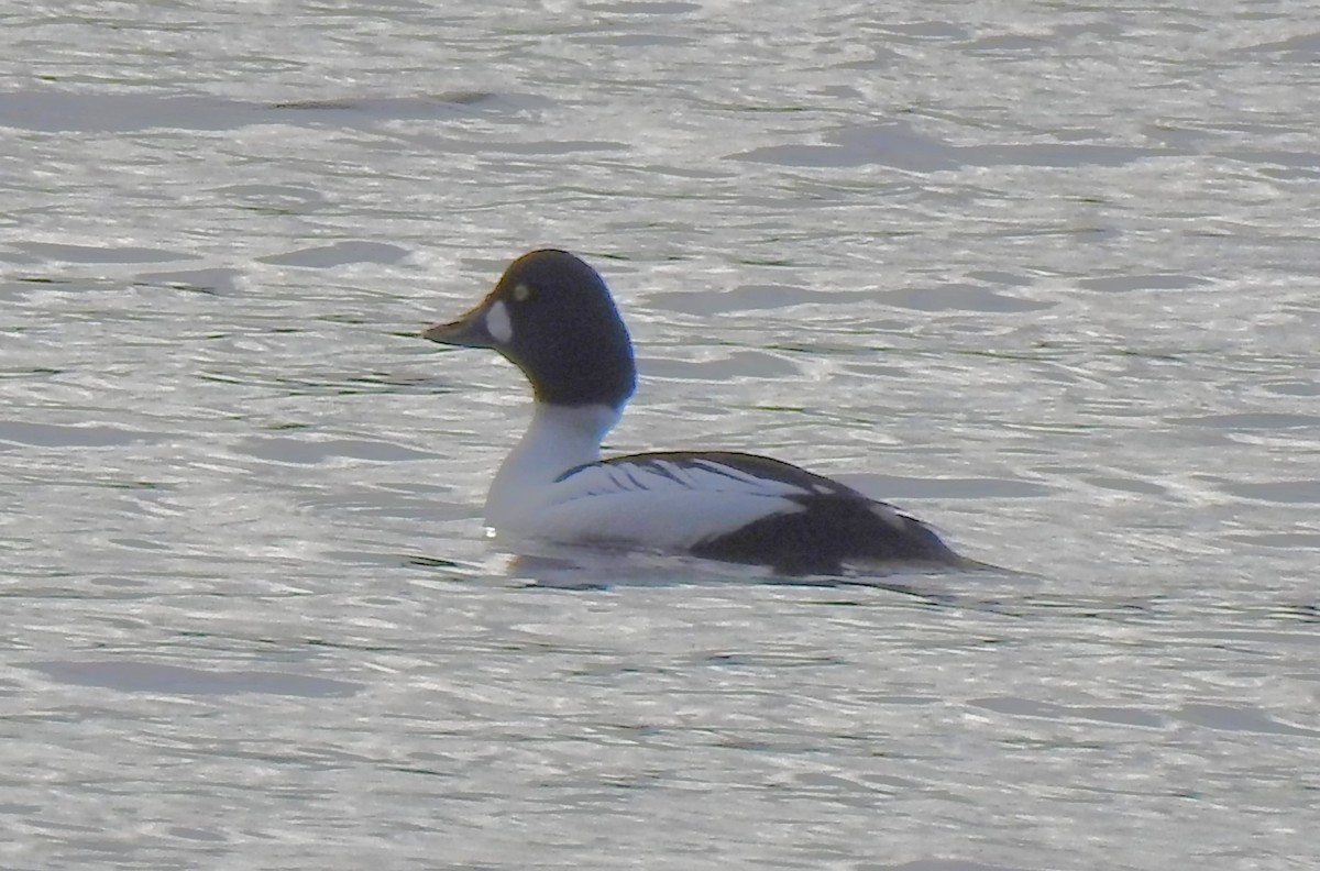 Common Goldeneye - Cos van Wermeskerken