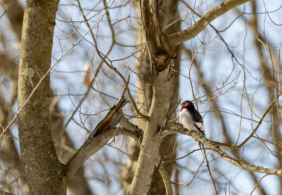 Red-headed Woodpecker - Joseph Brooks