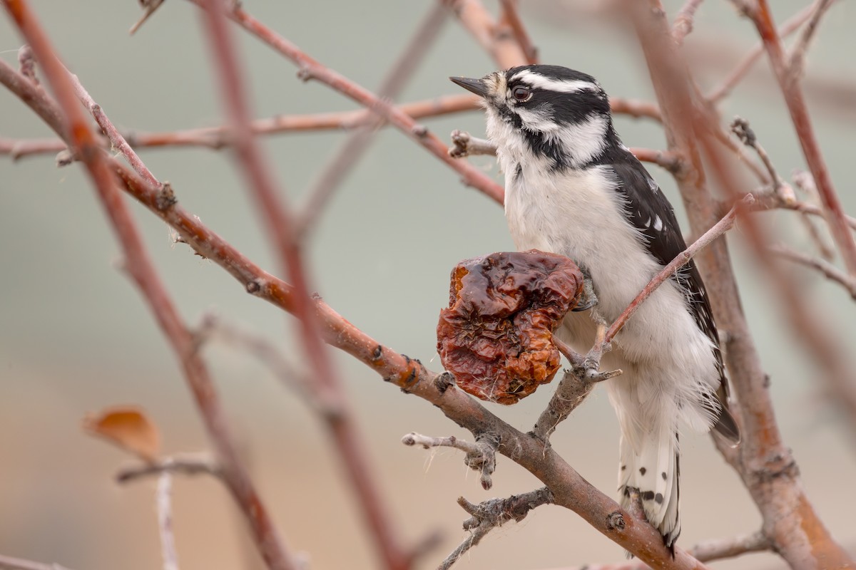 Yumuşak Tüylü Ağaçkakan (leucurus/glacialis) - ML614314981