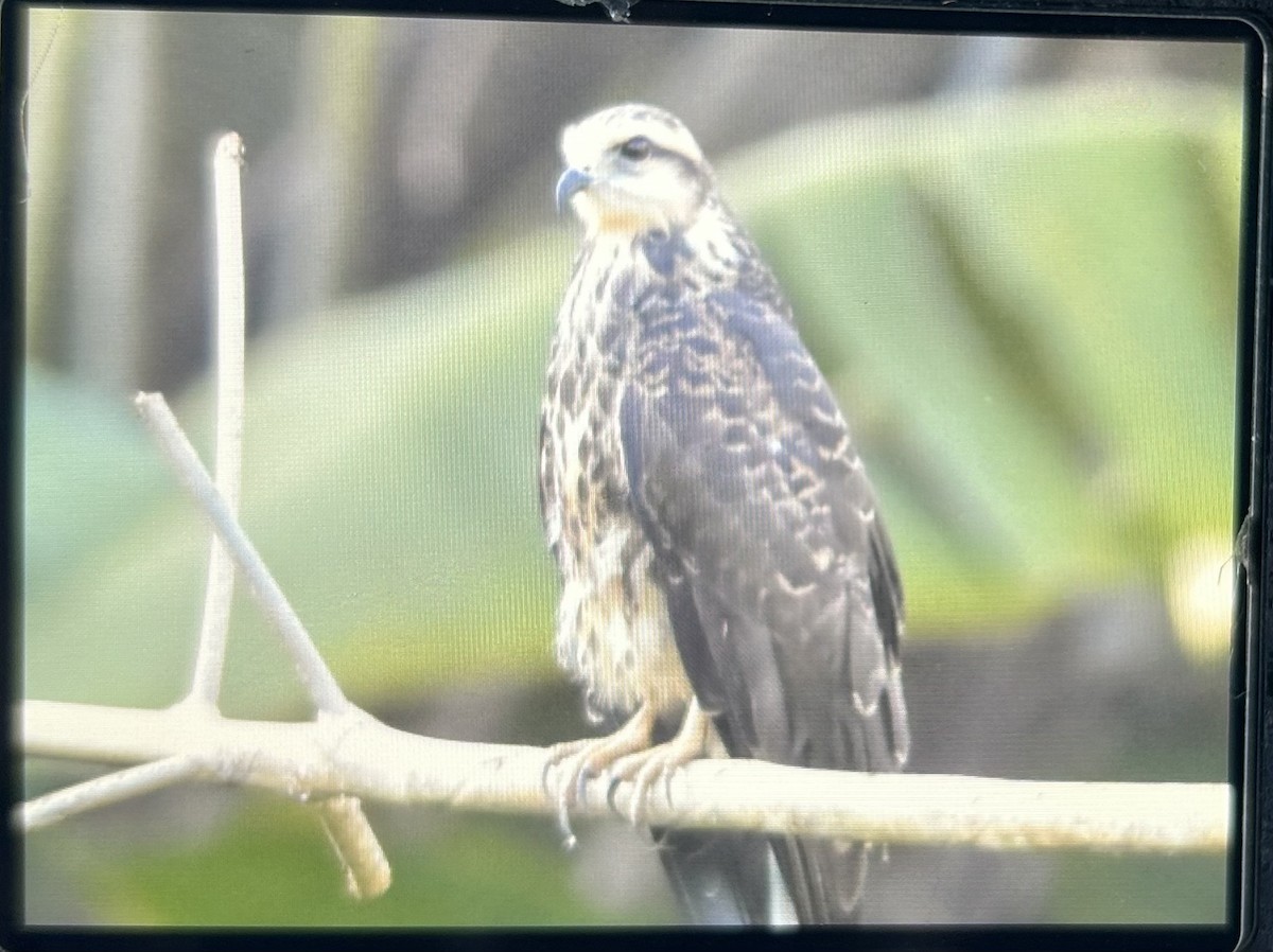 Snail Kite - ML614314987