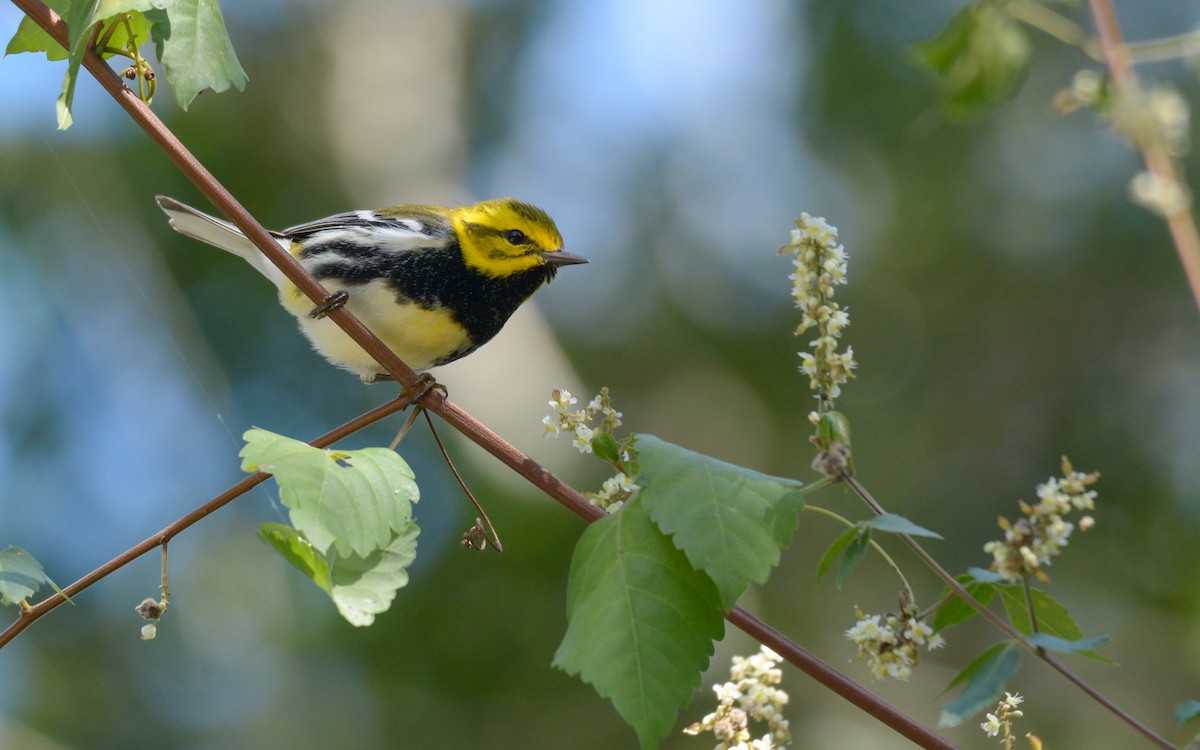 Black-throated Green Warbler - ML614315034