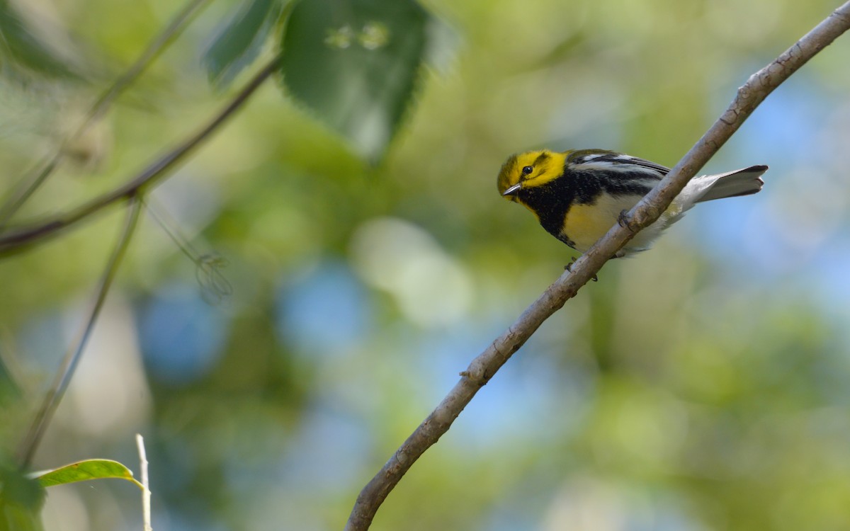 Black-throated Green Warbler - ML614315036