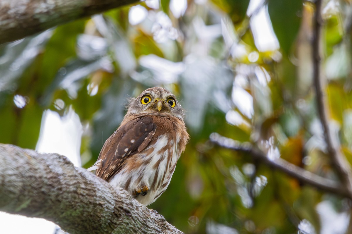 Least Pygmy-Owl - ML614315064