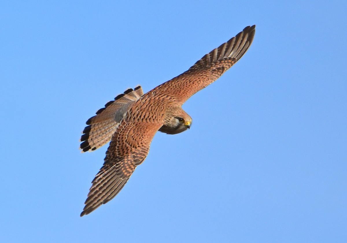 Eurasian Kestrel - ML614315104