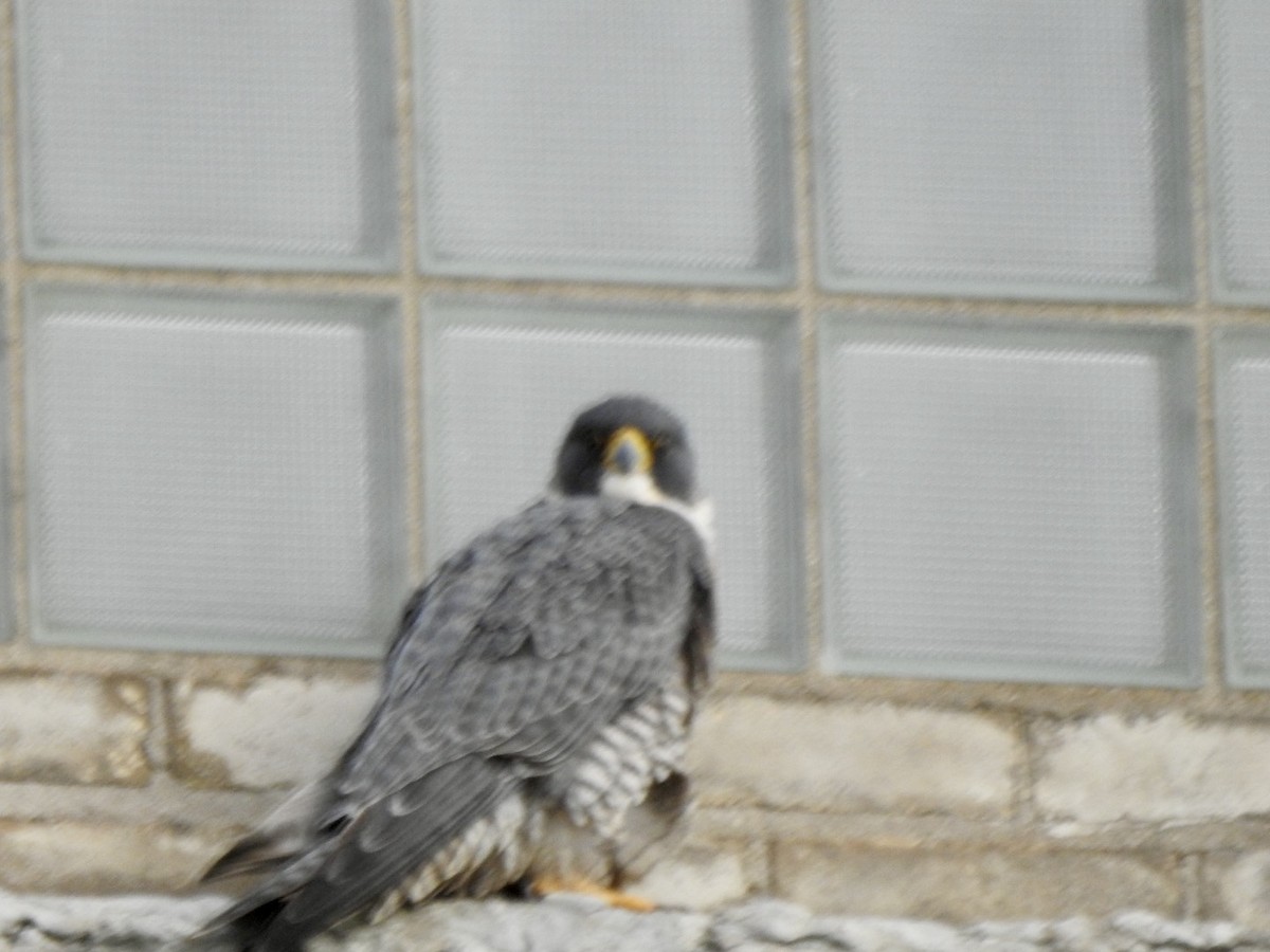 Peregrine Falcon - ML614315149