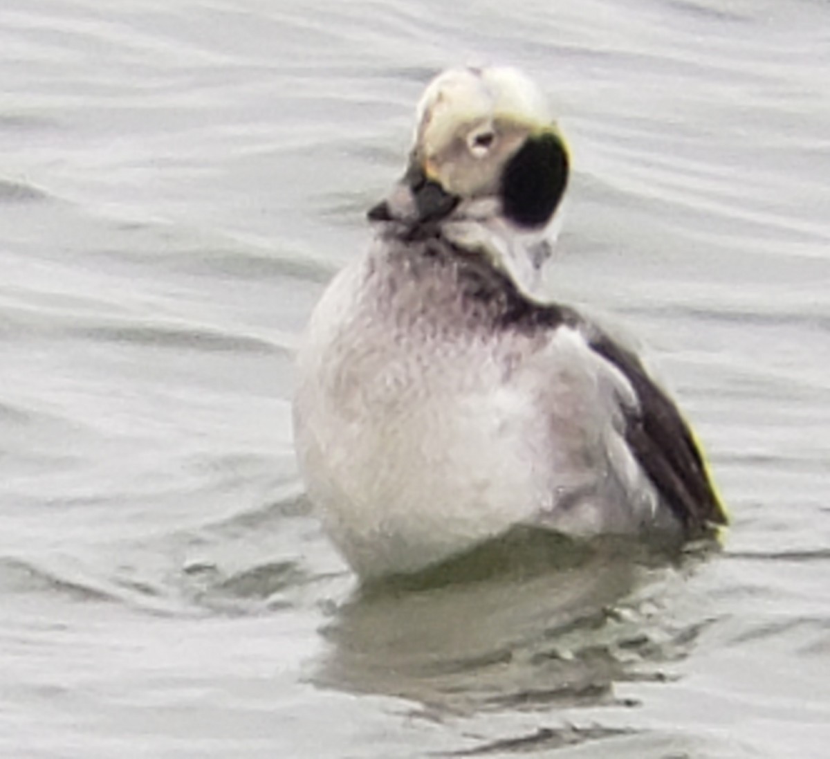 Long-tailed Duck - ML614315166