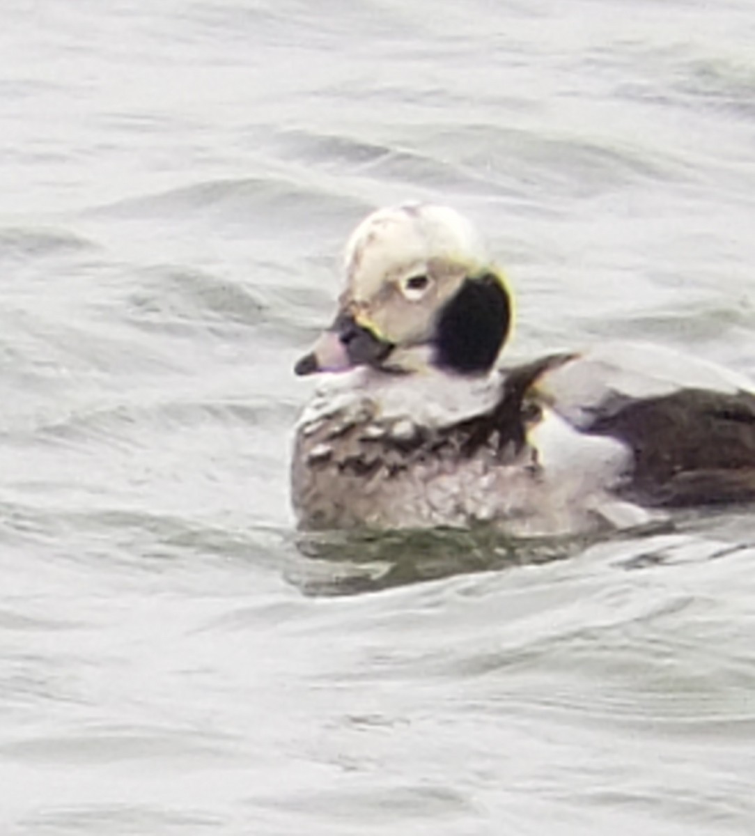 Long-tailed Duck - ML614315167
