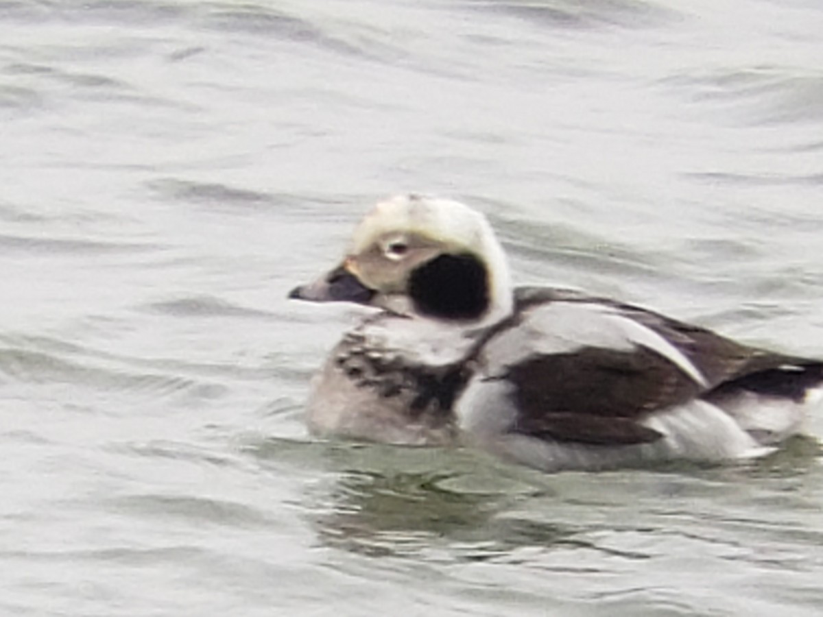 Long-tailed Duck - ML614315168