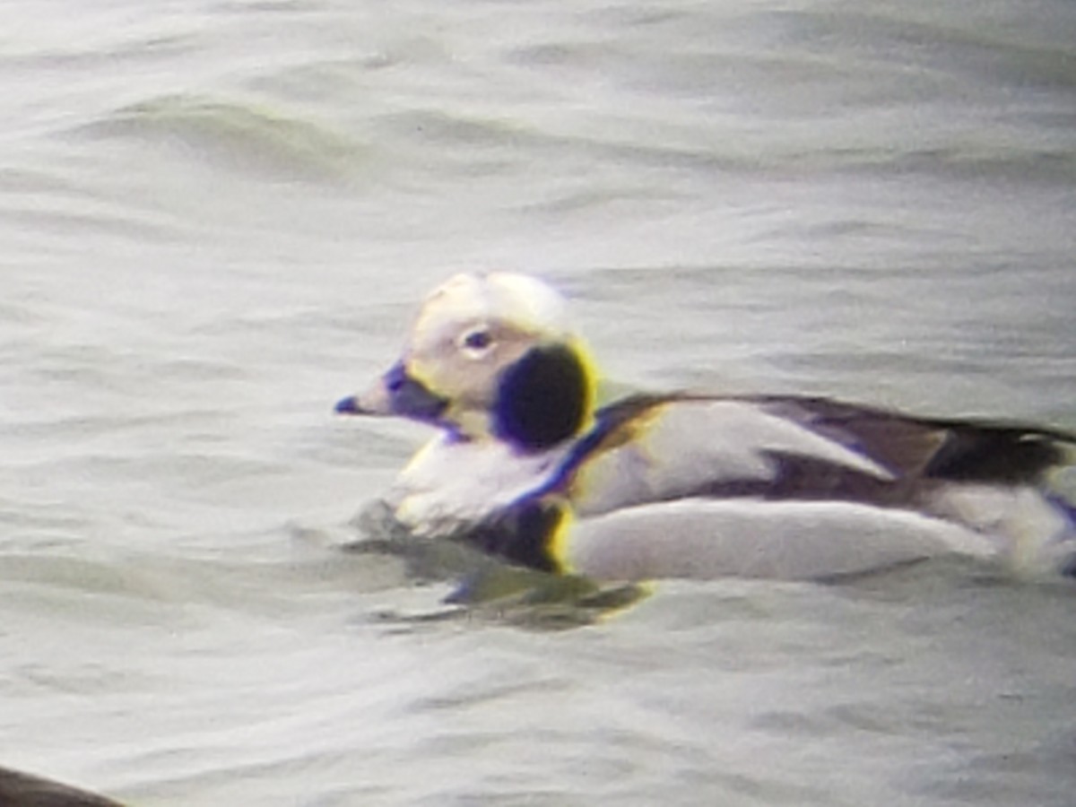 Long-tailed Duck - ML614315169