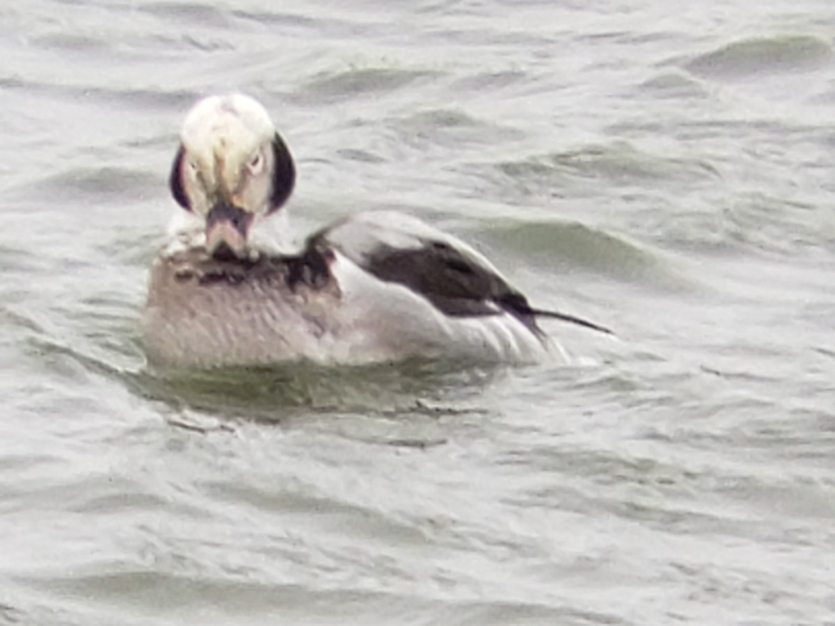 Long-tailed Duck - ML614315170